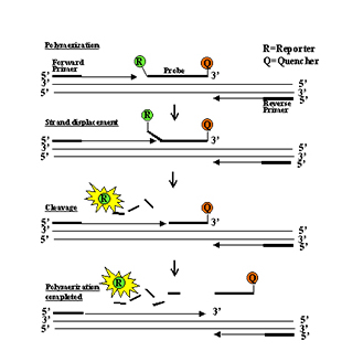 pp电子·(中国)官方网站